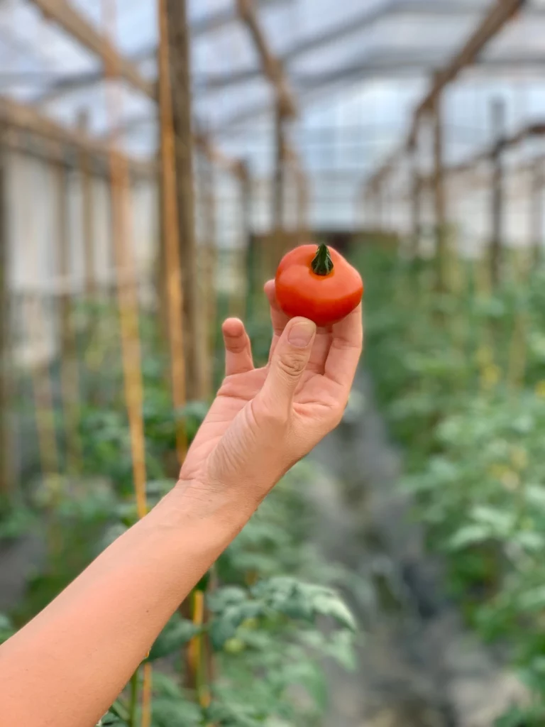 Tomaten aus dem Hofladen Bendestorf